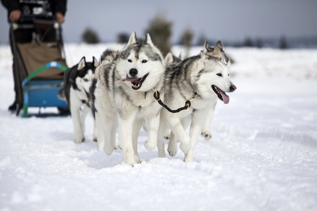 Destinos de Snow Trip